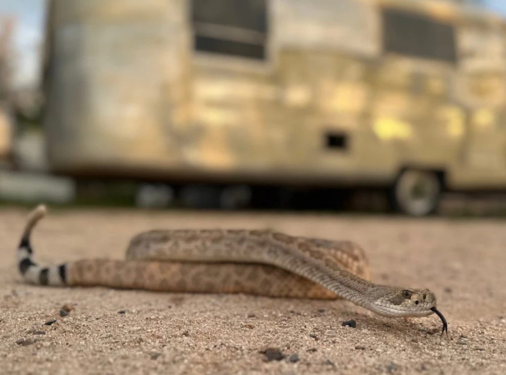 419219_be-well-pets-snake-avoidance_f.webp